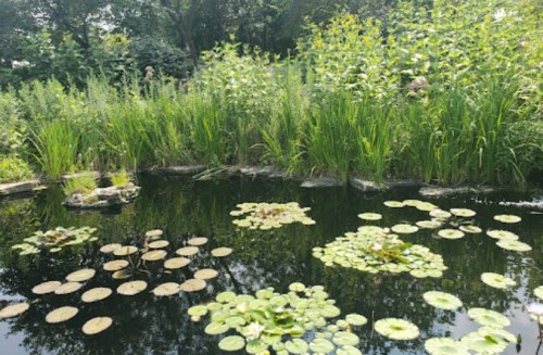 A serene pond with lily pads and tall grasses surrounding the water, reflecting greenery in a peaceful setting.