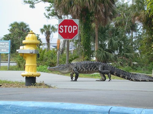 A large alligator walks past a stop sign and a yellow fire hydrant in a lush, green environment.