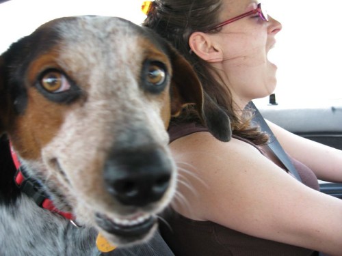 A dog with a playful expression sits in the car next to a woman yawning while driving.