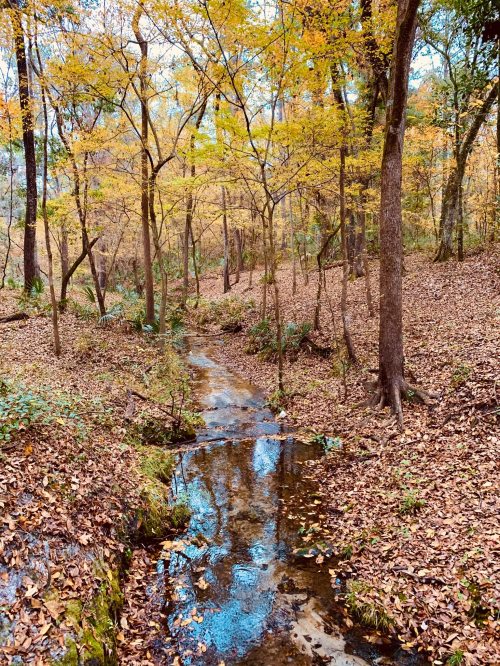 A serene forest scene with a small stream reflecting autumn foliage and trees, surrounded by fallen leaves.