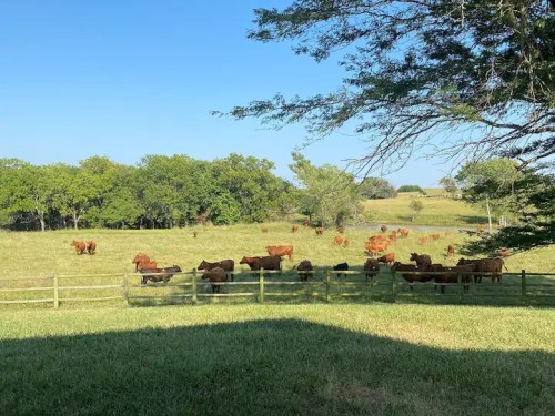 A herd of cows grazing in a green pasture with trees and a clear blue sky in the background.