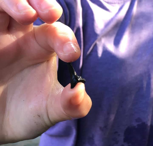 A close-up of a hand holding a small, black shark tooth against a blurred background.