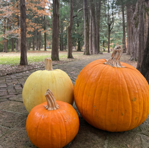 Three pumpkins of varying sizes—orange, yellow, and small orange—set against a forest backdrop with tall trees.