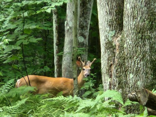 A deer stands among lush green ferns and trees in a dense forest.