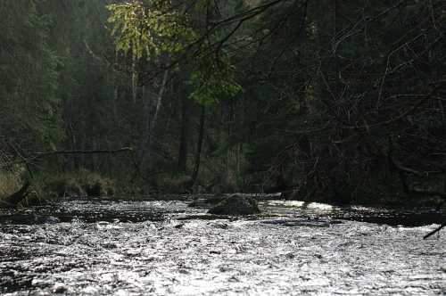 A serene river flows through a forest, reflecting light and surrounded by trees and rocks.