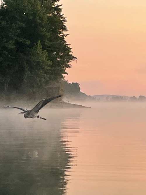 A heron flies over a misty lake at sunrise, with trees lining the shore and soft pastel colors in the sky.