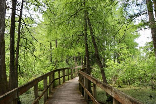 A wooden boardwalk winds through a lush green forest with tall trees and vibrant foliage.