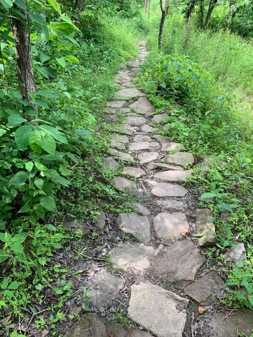 A stone pathway winding through lush greenery and trees in a natural setting.