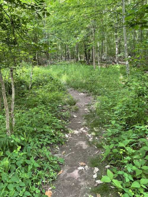 A narrow dirt path winds through a lush green forest, surrounded by trees and dense vegetation.