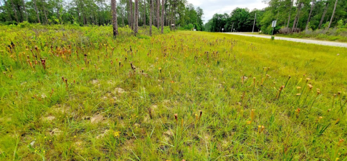 A grassy field with numerous pitcher plants, surrounded by trees and a gravel road in the background.