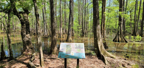 A serene swamp scene with tall trees and a sign in the foreground, surrounded by calm water and lush greenery.