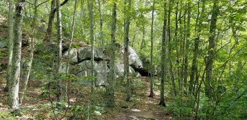 A forest scene with tall trees and a rocky outcrop, creating a natural pathway through the greenery.