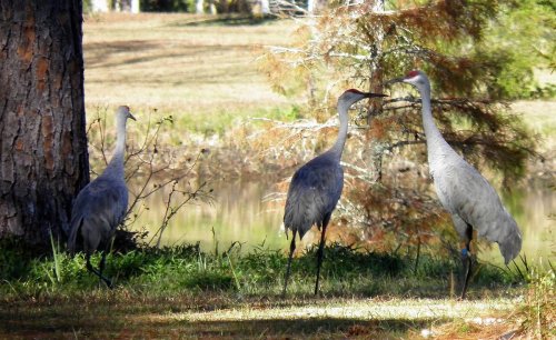 Three sandhill cranes stand near a tree by a pond, interacting in a natural setting.