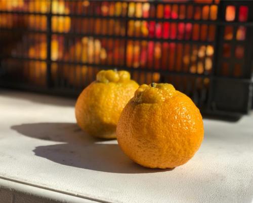 Two oranges sit on a white surface, with a blurred background of colorful fruits in a basket.
