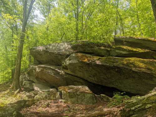 Large, moss-covered rocks nestled among lush green trees in a forested area. Sunlight filters through the leaves.