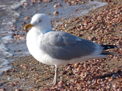 A seagull stands on a sandy beach, near the water, surrounded by small shells.