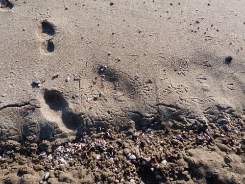 Footprints in the sand beside scattered seashells and small pebbles on a beach.