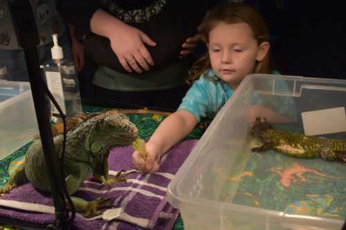 A child reaches out to feed a large iguana in a tank, while another lizard rests nearby on a towel.