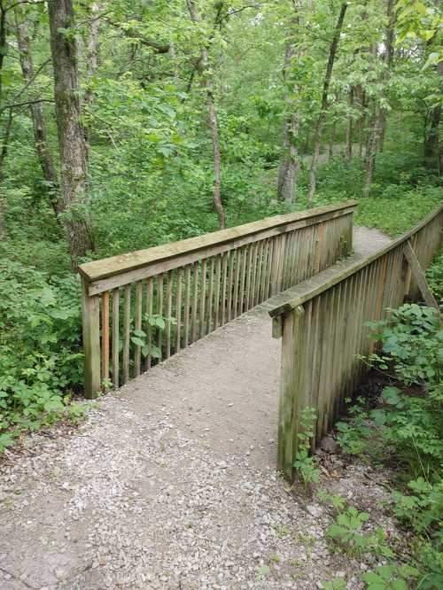 A wooden bridge over a gravel path in a lush green forest, surrounded by trees and foliage.