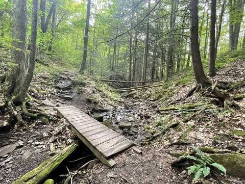 A wooden bridge crosses a small creek in a lush, green forest with tall trees and rocky terrain.