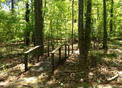 A wooden bridge crosses a path in a lush green forest, surrounded by tall trees and scattered leaves.