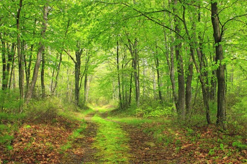 A serene forest path lined with vibrant green trees and a carpet of leaves, inviting exploration.