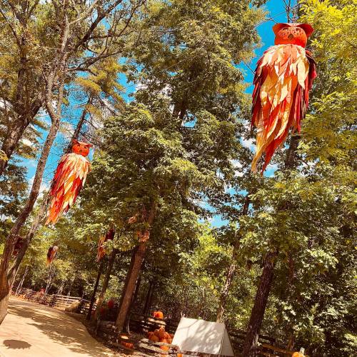 Colorful owl decorations hang from trees in a sunny forest, creating a whimsical atmosphere along a dirt path.