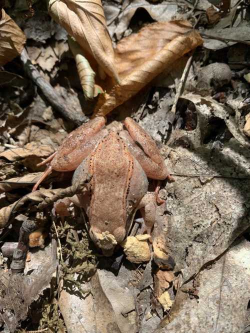 A brown frog camouflaged among dry leaves and twigs on the forest floor.