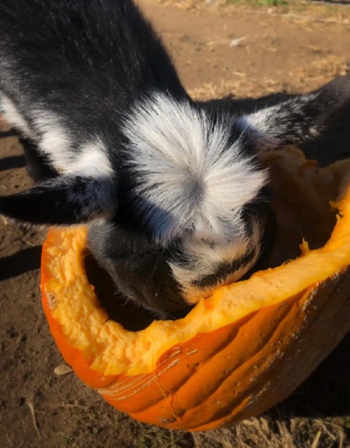 A goat with black and white fur is eating from a hollowed-out pumpkin in a sunny outdoor setting.