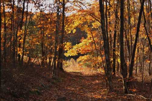 A serene forest path lined with trees displaying vibrant autumn leaves in shades of orange and yellow.