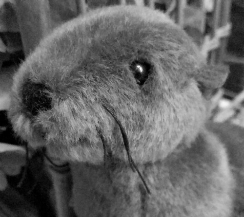 A close-up of a gray stuffed otter with whiskers and shiny eyes, set against a blurred background.