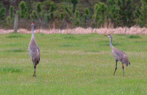 Two cranes walking in a grassy field, surrounded by trees and a blurred background.