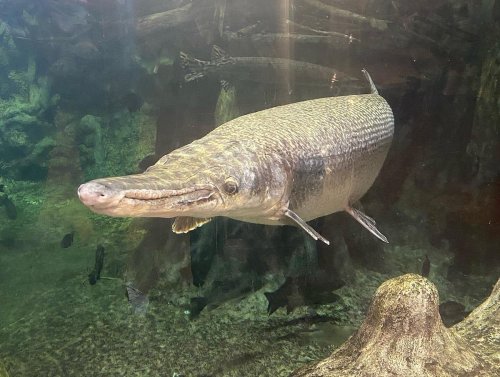 A large fish with a long body and pointed snout swimming in a clear aquarium.