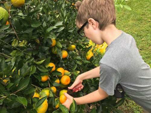A child in a gray shirt picks oranges from a tree, surrounded by lush green leaves and ripe fruit.