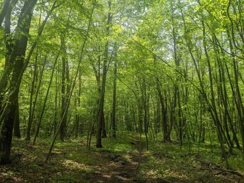 Lush green forest with tall trees and a dirt path winding through the undergrowth. Sunlight filters through the leaves.