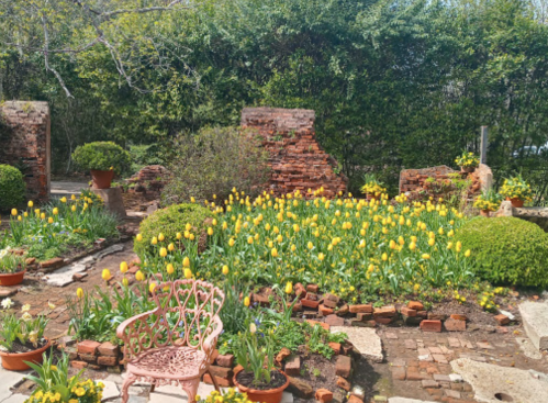A vibrant garden filled with yellow tulips, surrounded by brick walls and lush greenery, featuring a pink bench.