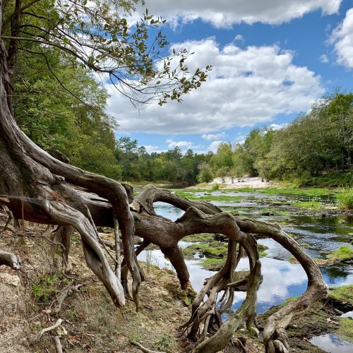A serene river scene with twisted tree roots, lush greenery, and a blue sky dotted with clouds.