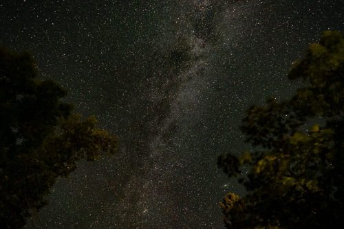 A starry night sky with the Milky Way visible, framed by silhouettes of trees at the bottom.