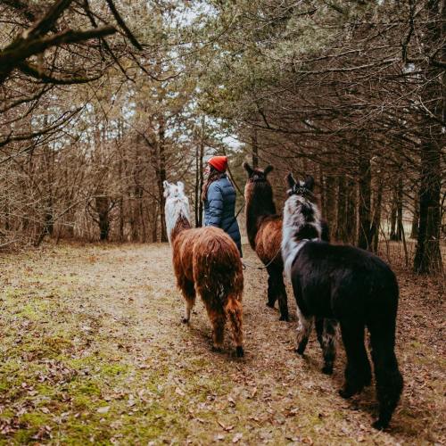 A person in a red hat walks with four horses along a wooded path, surrounded by trees.