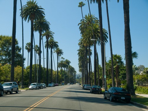 A sunny street lined with tall palm trees and parked cars on either side, creating a tropical atmosphere.