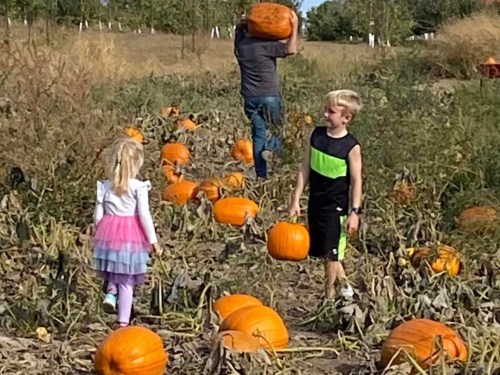 Two children in a pumpkin patch, one carrying a pumpkin, with a person in the background lifting a larger pumpkin.