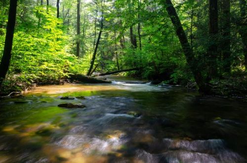 A serene forest scene with a flowing stream surrounded by lush green trees and dappled sunlight.