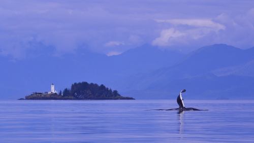A whale breaches the calm water near a small island with a lighthouse, surrounded by misty mountains.