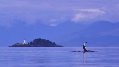 A whale breaches the calm water near a small island with a lighthouse, surrounded by misty mountains.