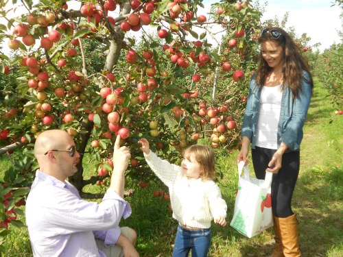 A family picks apples in an orchard, with a child reaching for a fruit while adults enjoy the outing.