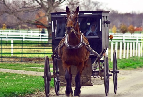 A horse-drawn buggy travels down a rural road, with a person visible inside the carriage. Green fields and fences in the background.