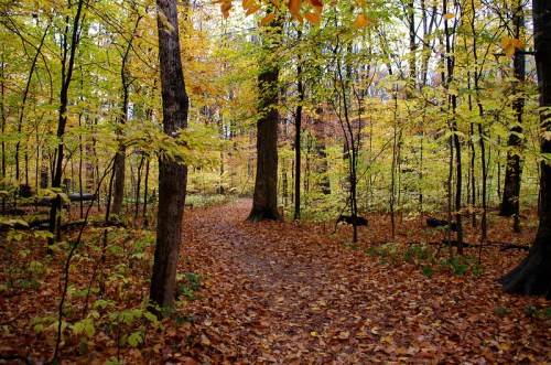 A serene forest path surrounded by trees with vibrant autumn leaves and a carpet of fallen leaves on the ground.