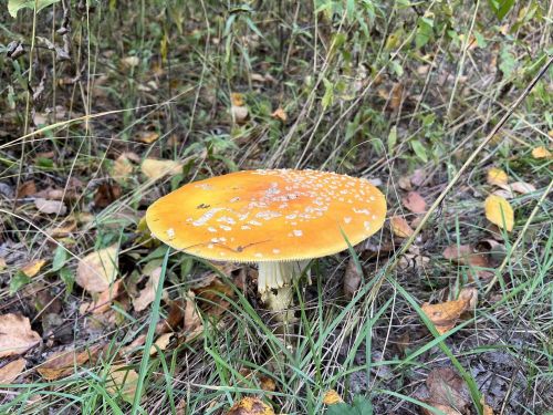 A bright orange mushroom with white spots, surrounded by grass and fallen leaves in a natural setting.
