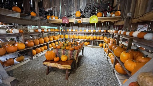 A rustic barn filled with shelves of pumpkins in various sizes and colors, with a wooden table in the center.