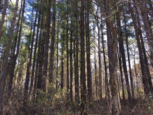 A dense forest with tall trees and sunlight filtering through the branches, creating a serene atmosphere.